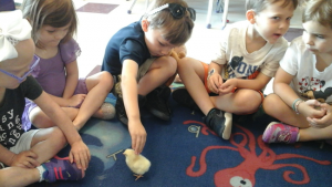 Group of students looking at a baby chick while one student softly pets it. 